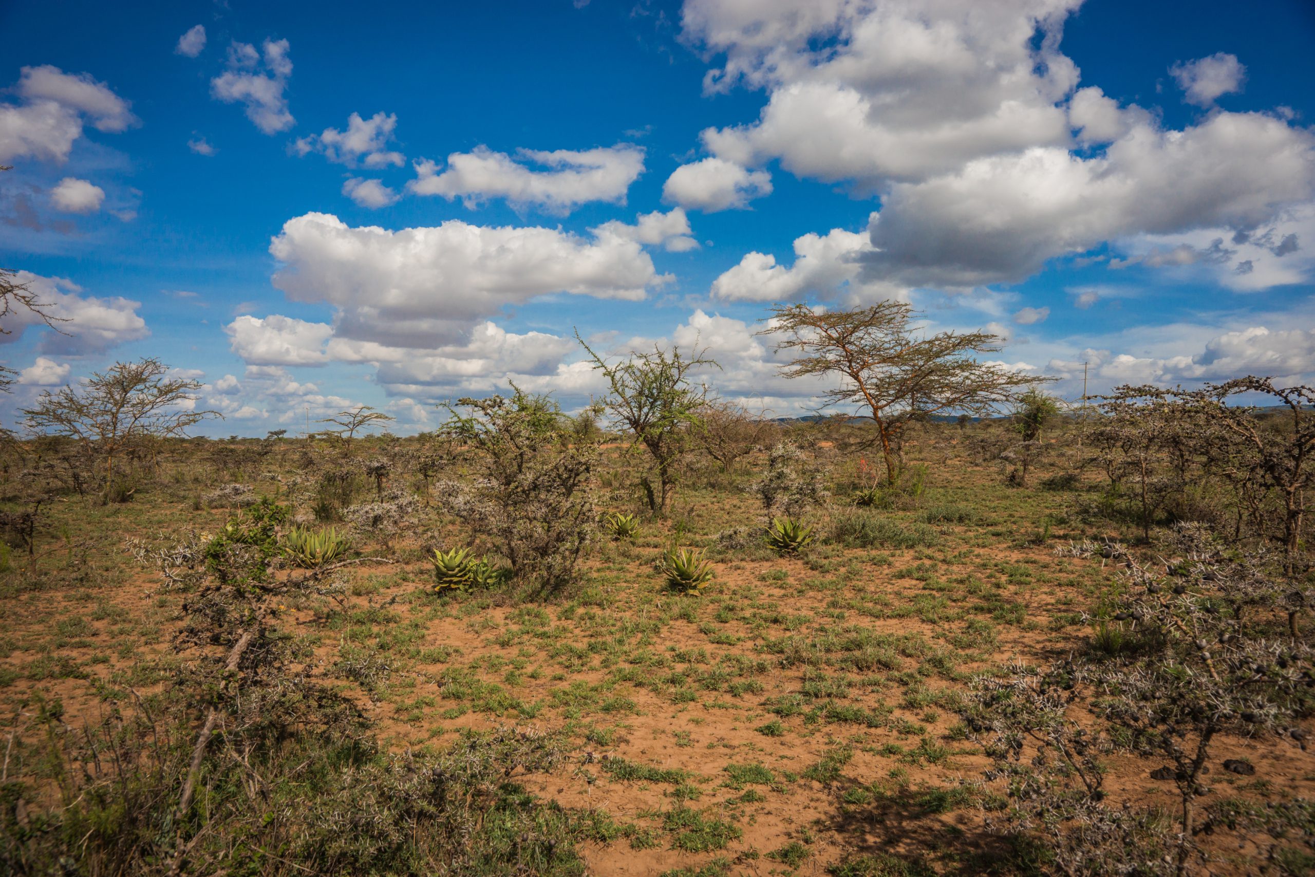 African landscape with a tree  Kenya in Masai Mara