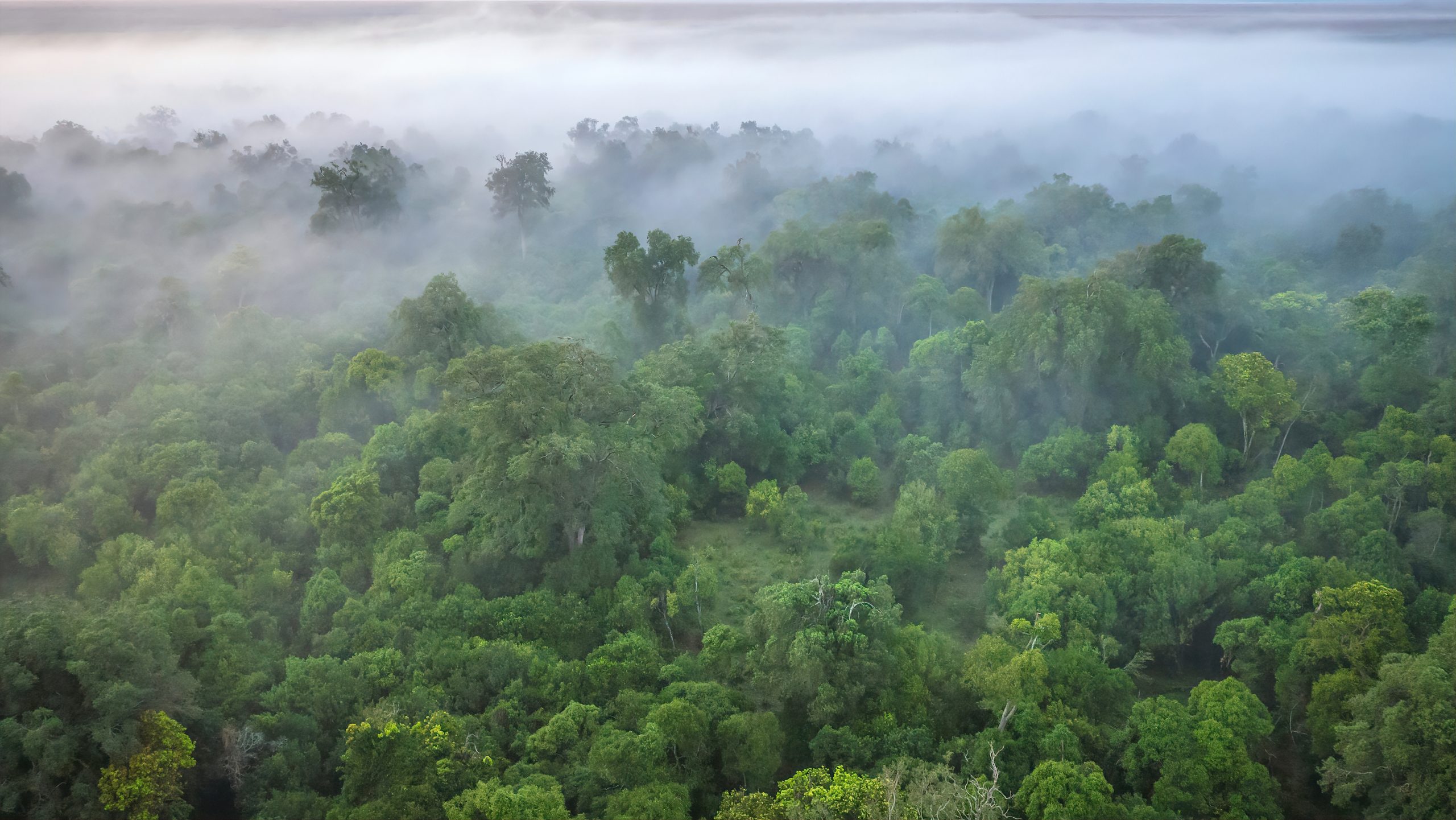 An overhead view of a dense area of forest partially covered in heavy mist, while a few tree tops stick out of the fog, creating a mood of stillness and tranquility.